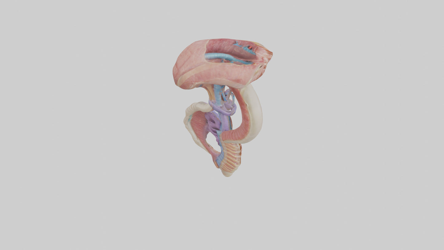 3D model Human Esophageal Structure Model VR / AR / low-poly