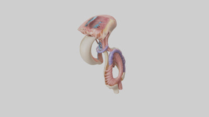 3D model Human Esophageal Structure Model VR / AR / low-poly