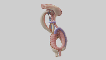3D model Human Esophageal Structure Model VR / AR / low-poly