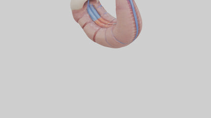 3D model Human Esophagus Model VR / AR / low-poly