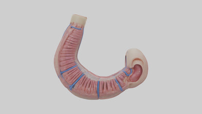 3D model Human Esophagus Model VR / AR / low-poly