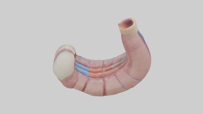 3D model Human Esophagus Model VR / AR / low-poly