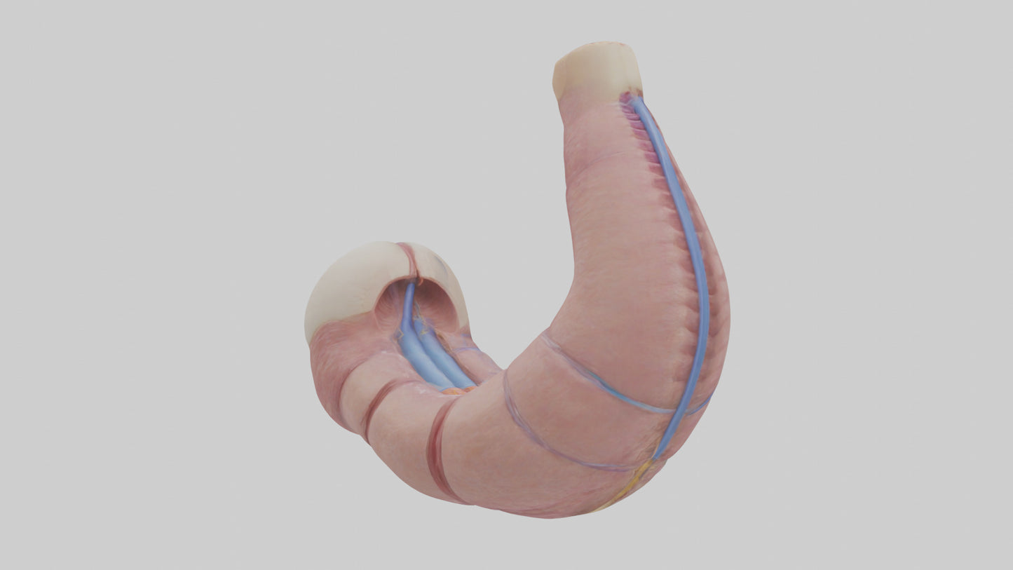 3D model Human Esophagus Model VR / AR / low-poly