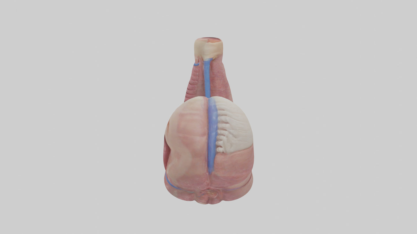 3D model Human Esophagus Model VR / AR / low-poly