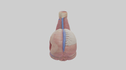 3D model Human Esophagus Model VR / AR / low-poly
