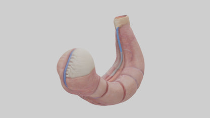 3D model Human Esophagus Model VR / AR / low-poly