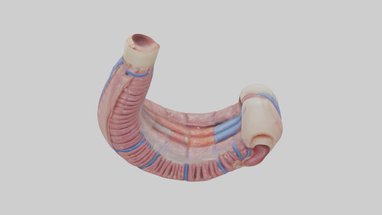 3D model Human Esophagus Model VR / AR / low-poly