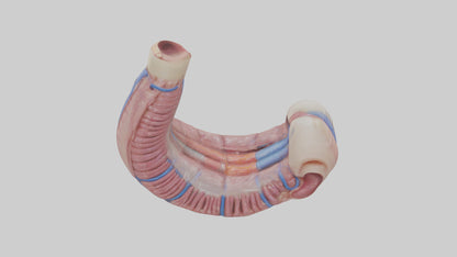 3D model Human Esophagus Model VR / AR / low-poly