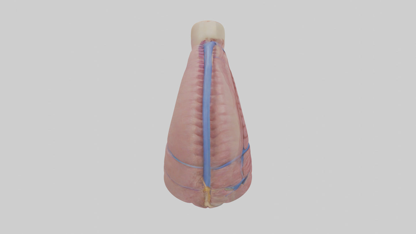 3D model Human Esophagus Model VR / AR / low-poly
