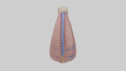 3D model Human Esophagus Model VR / AR / low-poly