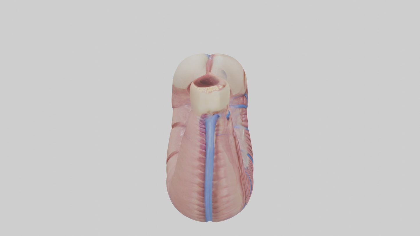 3D model Human Esophagus Model VR / AR / low-poly