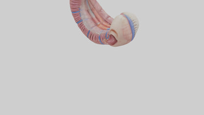 3D model Human Esophagus Model VR / AR / low-poly