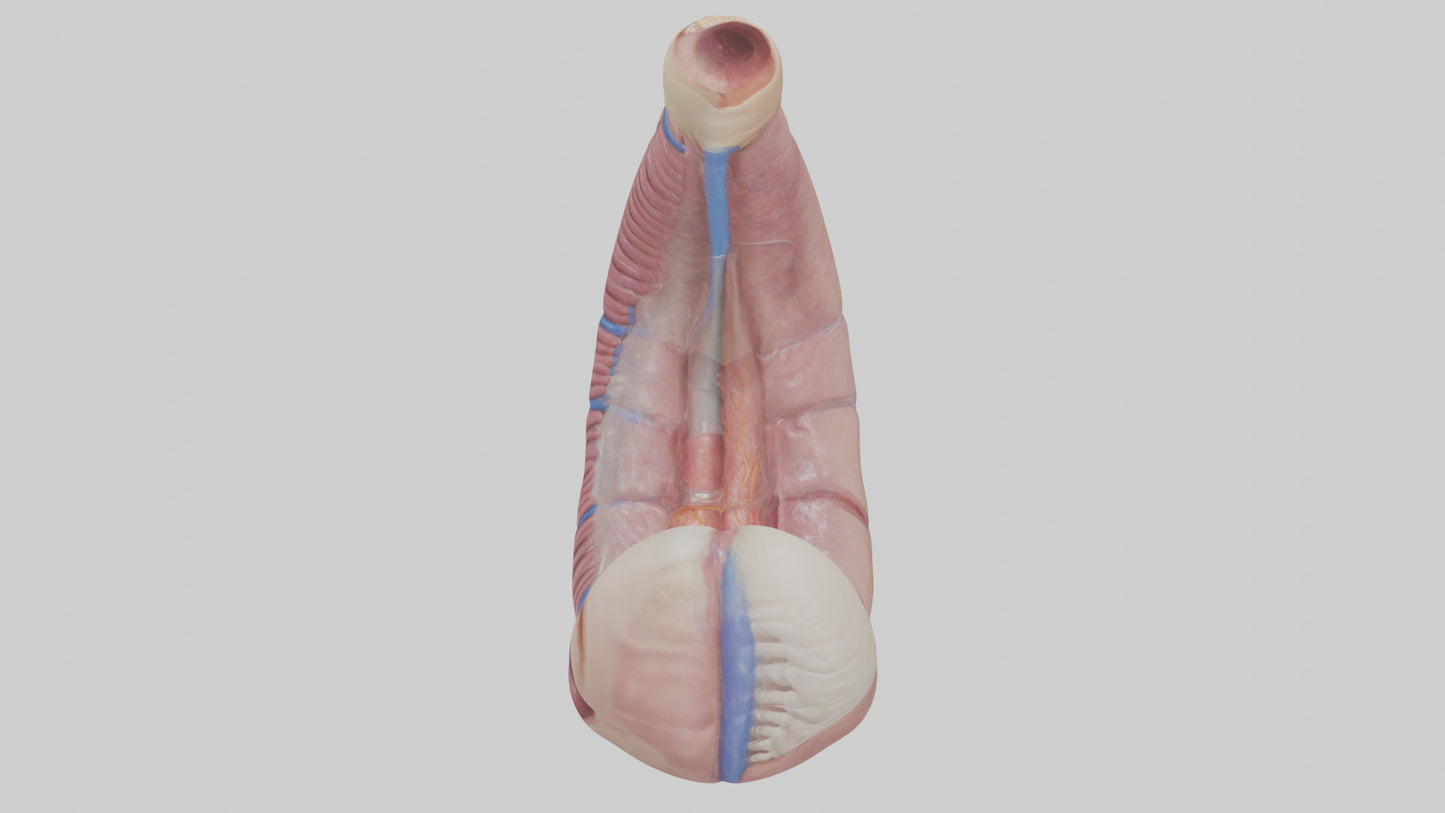3D model Human Esophagus Model VR / AR / low-poly