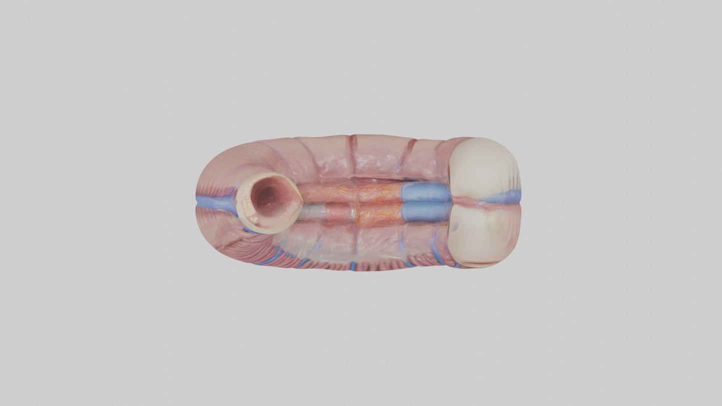 3D model Human Esophagus Model VR / AR / low-poly