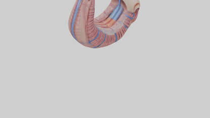 3D model Human Esophagus Model VR / AR / low-poly