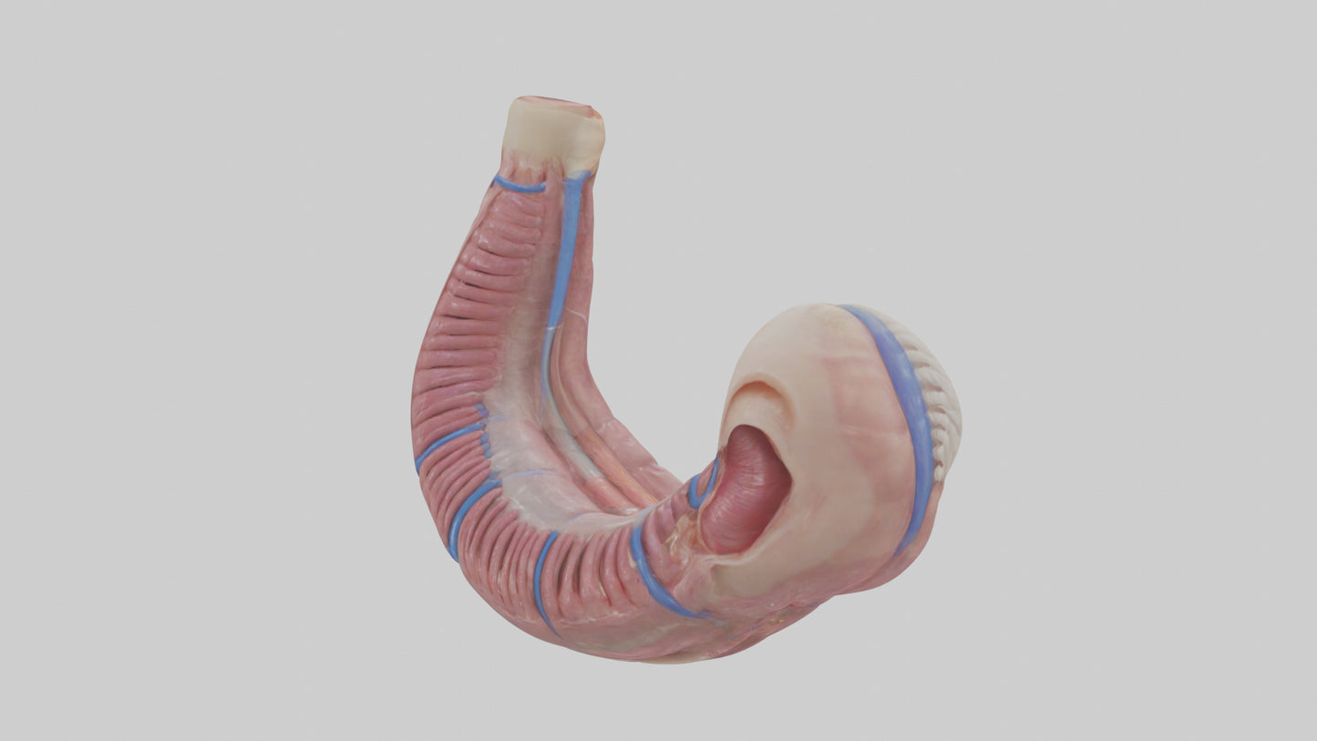 3D model Human Esophagus Model VR / AR / low-poly