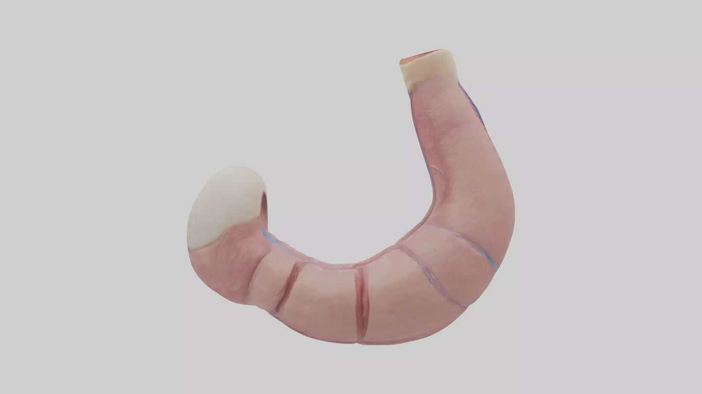 3D model Human Esophagus Model VR / AR / low-poly