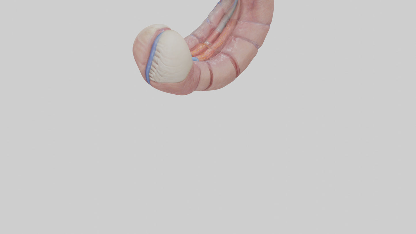 3D model Human Esophagus Model VR / AR / low-poly