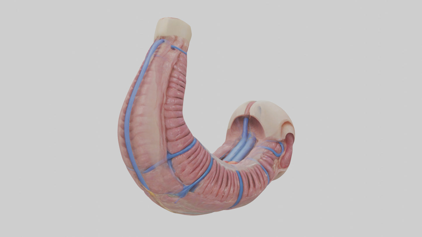 3D model Human Esophagus Model VR / AR / low-poly
