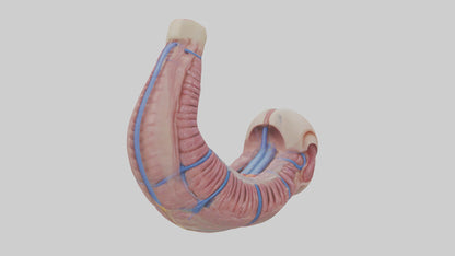 3D model Human Esophagus Model VR / AR / low-poly