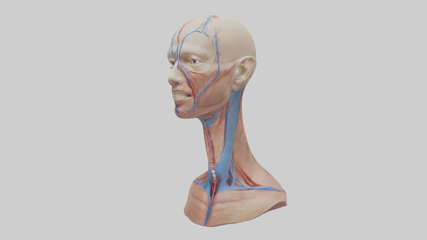 3D model Human External Jugular Vein Model VR / AR / low-poly