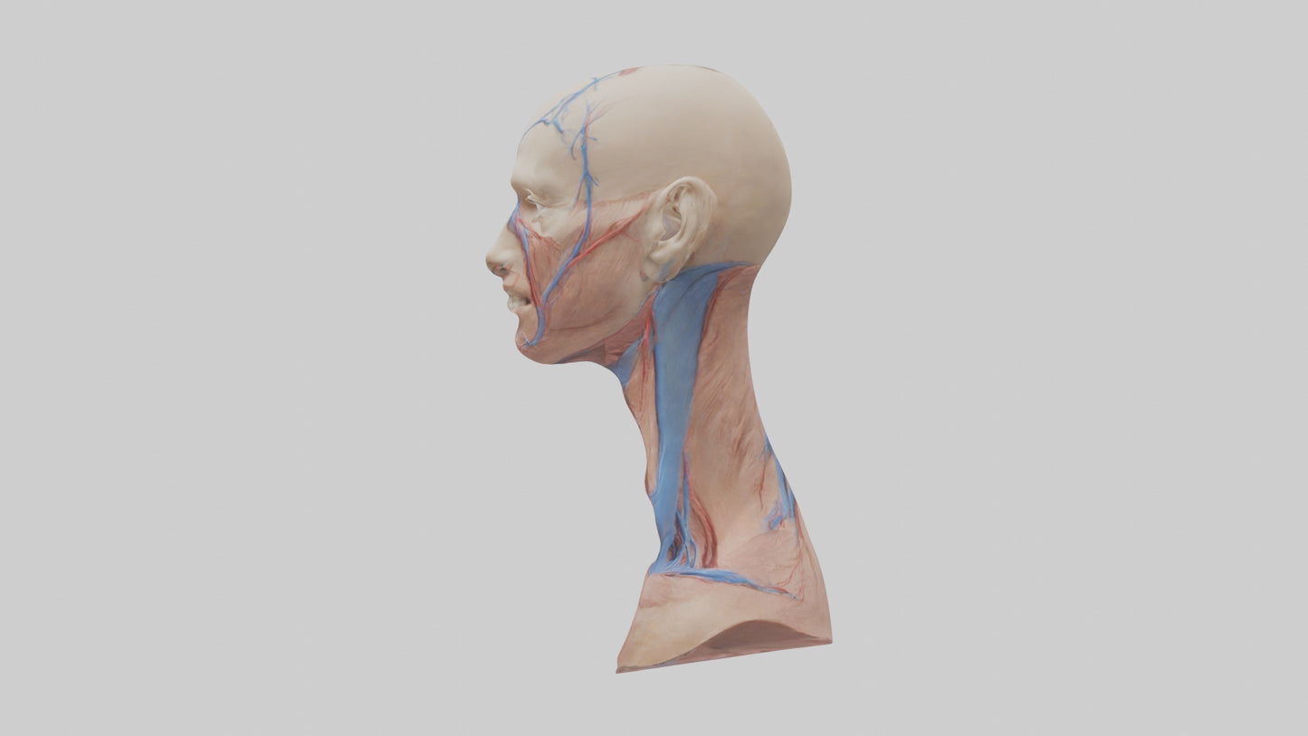 3D model Human External Jugular Vein Model VR / AR / low-poly
