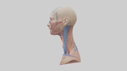 3D model Human External Jugular Vein Model VR / AR / low-poly