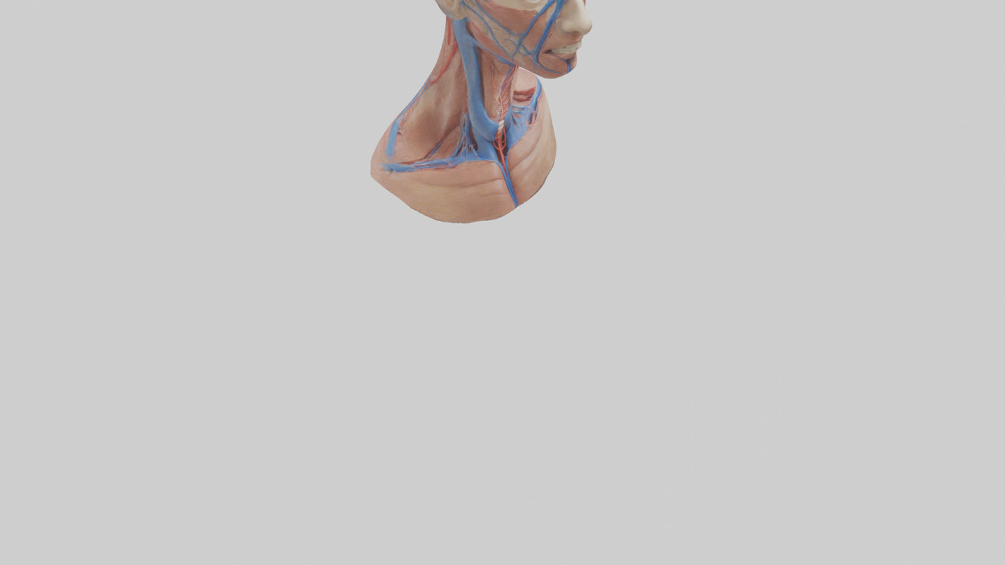 3D model Human External Jugular Vein Model VR / AR / low-poly