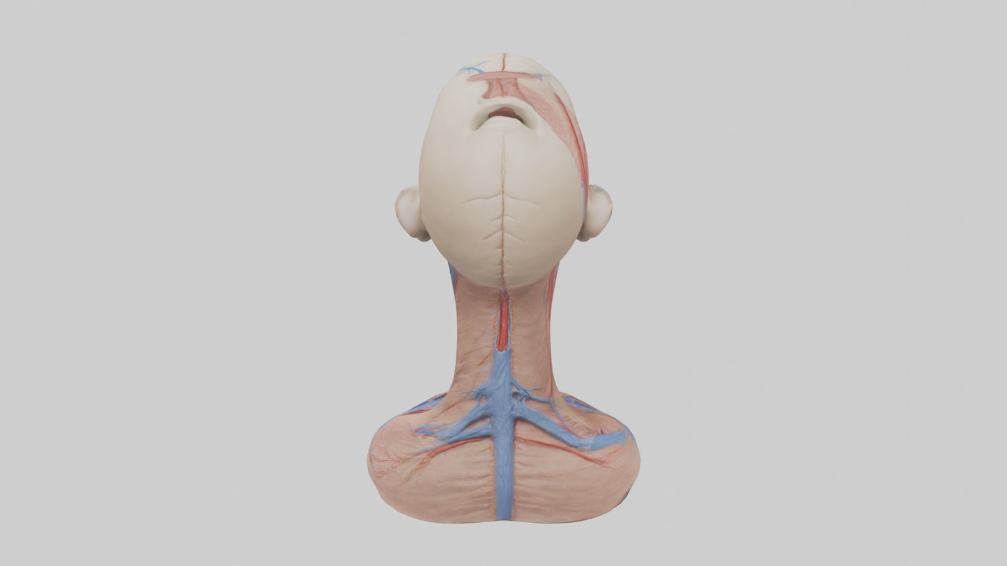 3D model Human External Jugular Vein Model VR / AR / low-poly