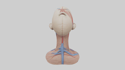 3D model Human External Jugular Vein Model VR / AR / low-poly