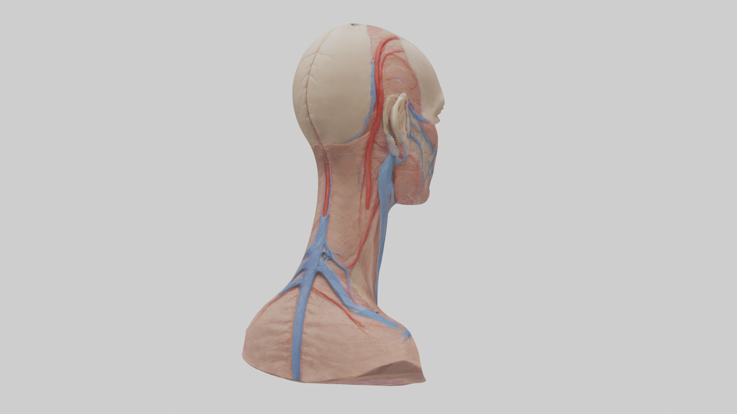 3D model Human External Jugular Vein Model VR / AR / low-poly