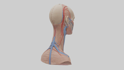 3D model Human External Jugular Vein Model VR / AR / low-poly