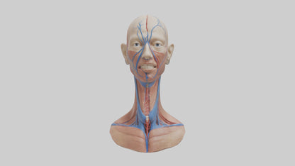 3D model Human External Jugular Vein Model VR / AR / low-poly