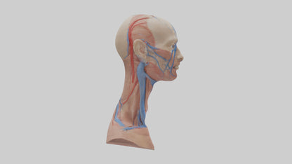 3D model Human External Jugular Vein Model VR / AR / low-poly