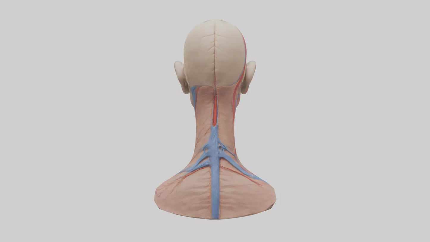 3D model Human External Jugular Vein Model VR / AR / low-poly