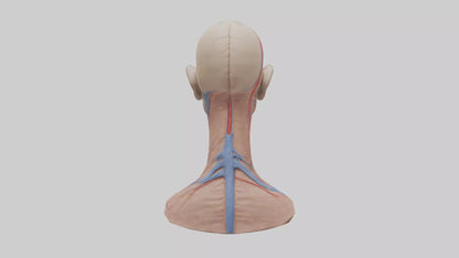 3D model Human External Jugular Vein Model VR / AR / low-poly