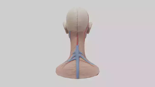 3D model Human External Jugular Vein Model VR / AR / low-poly
