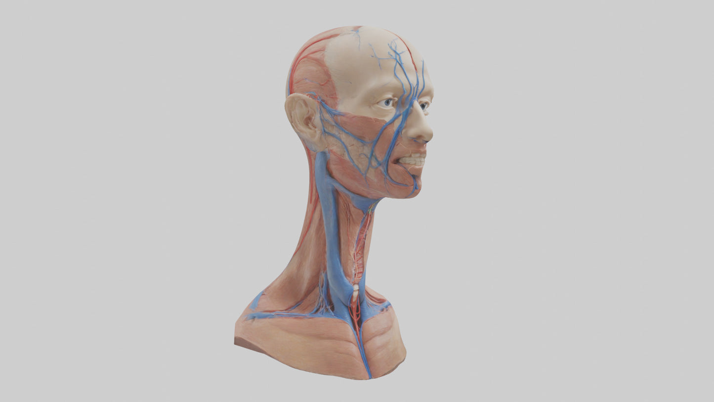 3D model Human External Jugular Vein Model VR / AR / low-poly