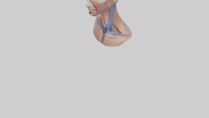 3D model Human External Jugular Vein Model VR / AR / low-poly