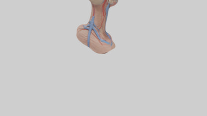 3D model Human External Jugular Vein Model VR / AR / low-poly