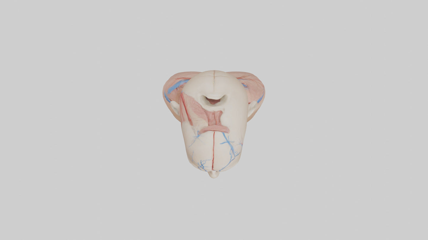 3D model Human External Jugular Vein Model VR / AR / low-poly