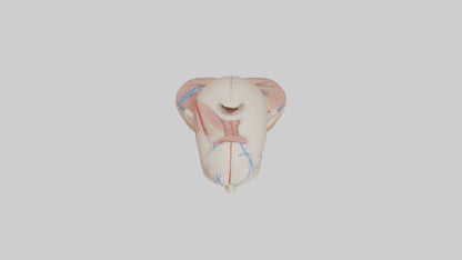 3D model Human External Jugular Vein Model VR / AR / low-poly