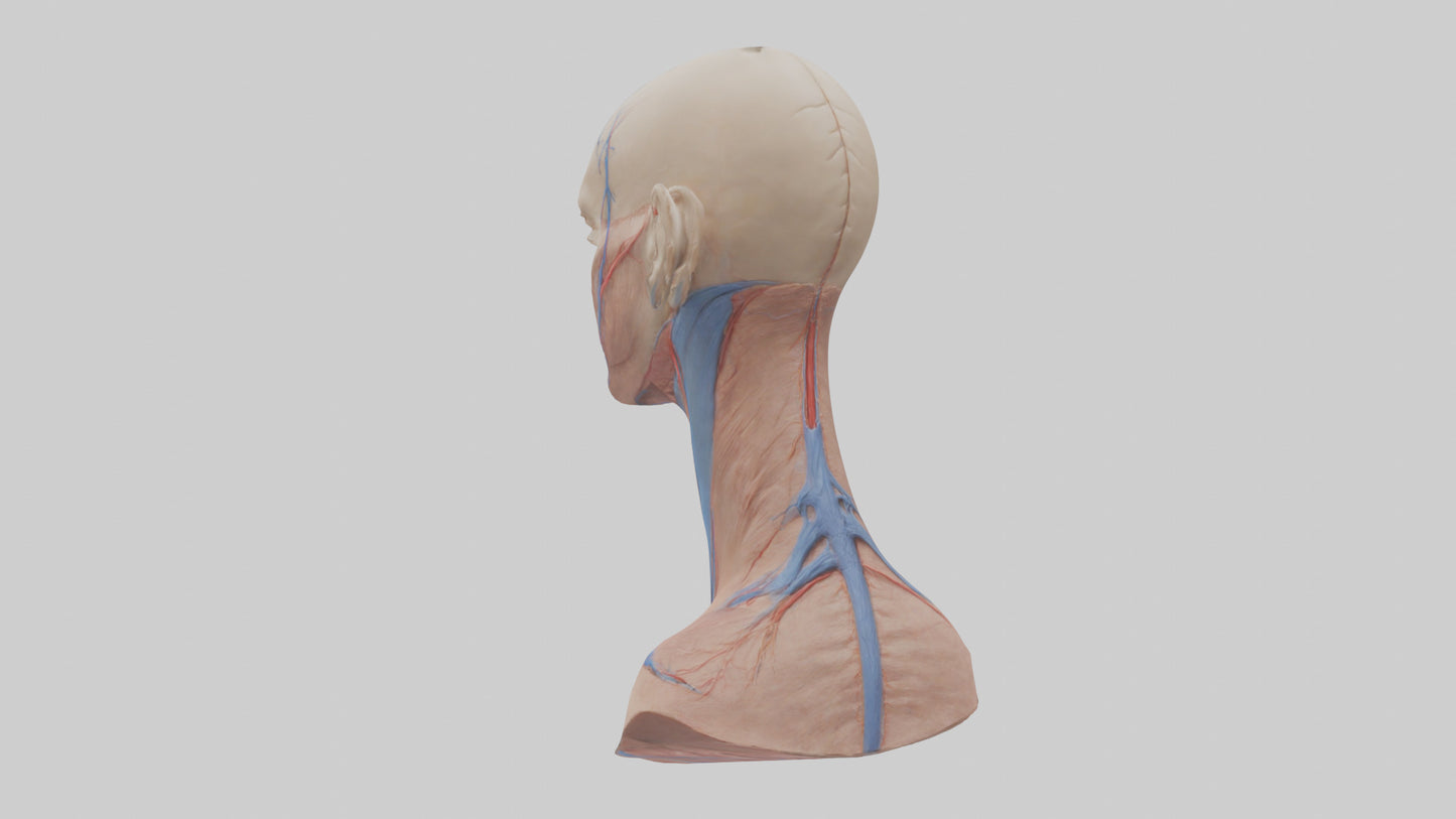 3D model Human External Jugular Vein Model VR / AR / low-poly