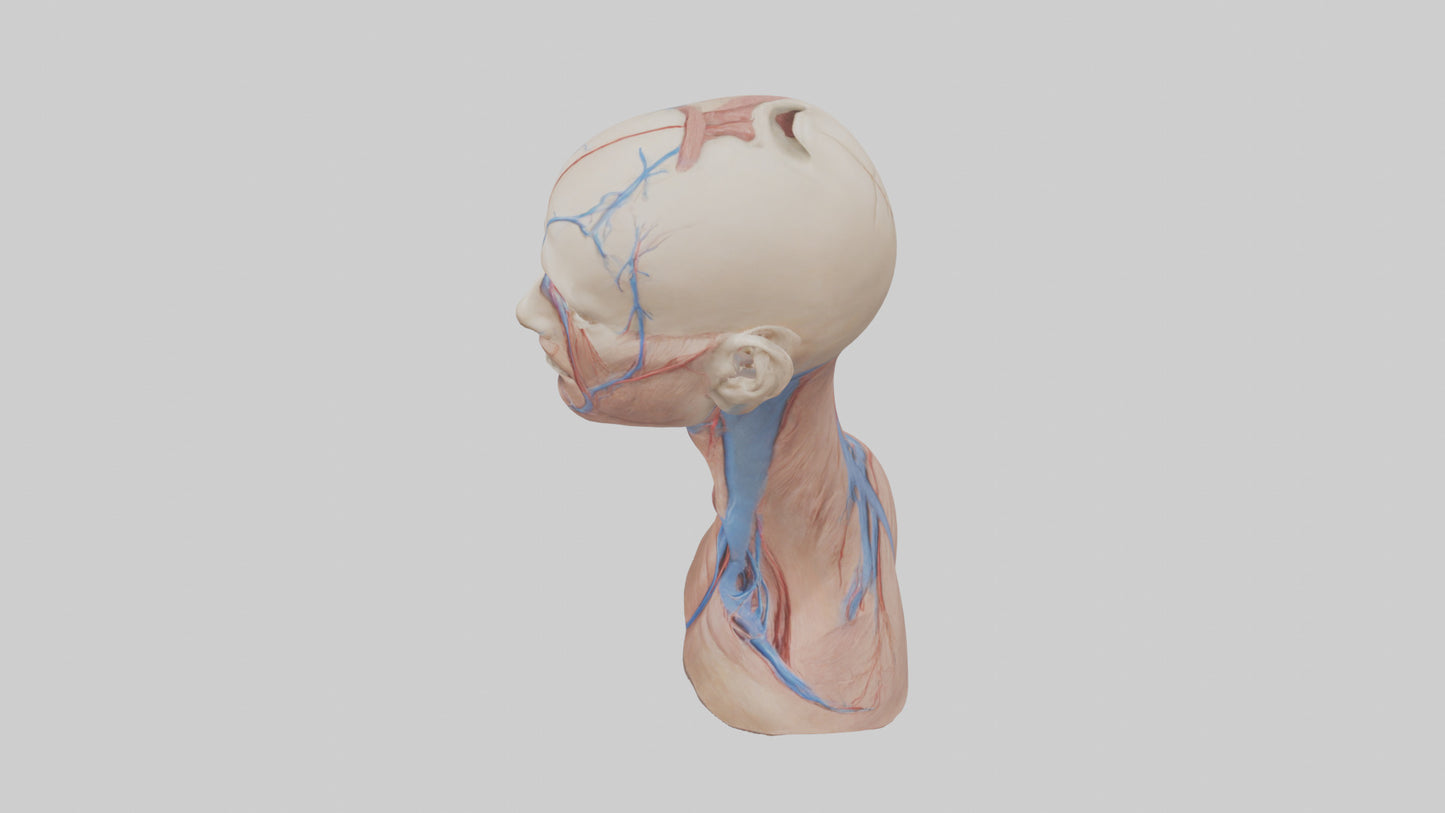 3D model Human External Jugular Vein Model VR / AR / low-poly