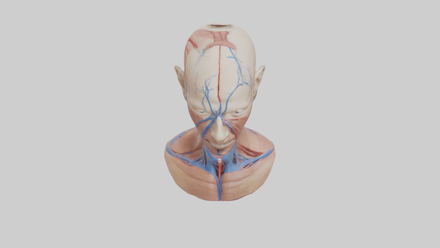 3D model Human External Jugular Vein Model VR / AR / low-poly