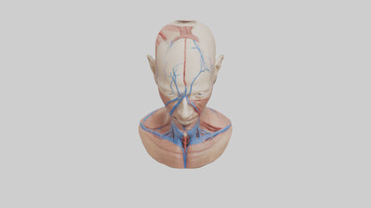 3D model Human External Jugular Vein Model VR / AR / low-poly