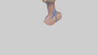 3D model Human External Jugular Vein Model VR / AR / low-poly