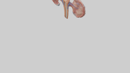 3D model Human Fallopian Tubes Model VR / AR / low-poly