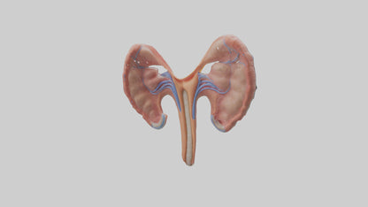 3D model Human Fallopian Tubes Model VR / AR / low-poly