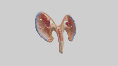 3D model Human Fallopian Tubes Model VR / AR / low-poly